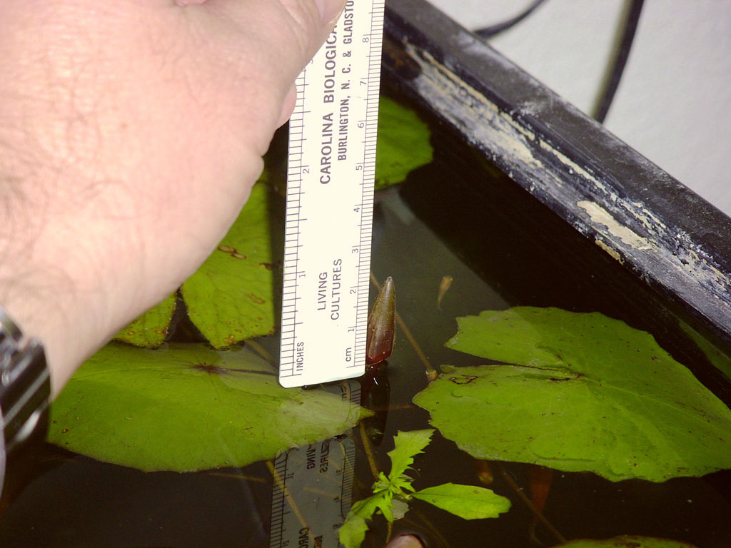 Nymphaea minuta Jan 13 05 Image009